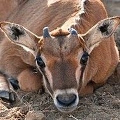 Oryx