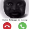 bigmandaedae