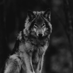 wolfer_