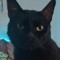 blackcat