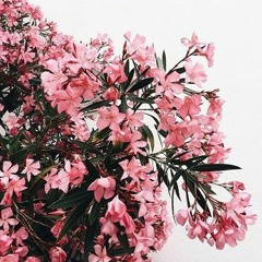 سارّة