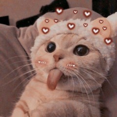 Mini Cat :c