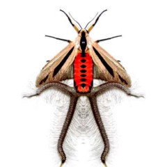 Creatonotos gangis