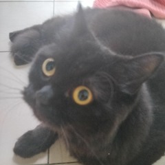 MAU