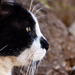 Андрей Алексейчик