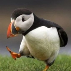 holopuffin