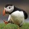 holopuffin