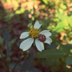 FlowerChild616