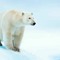 polar
