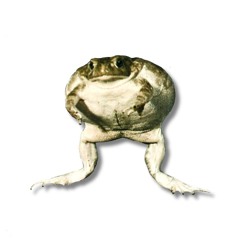 phrog