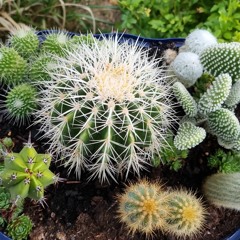 Angiemaus79