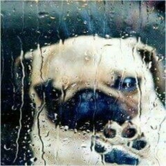 Tuca* @Prolauta