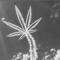 BØII_Unknown420