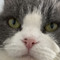 AFatCat