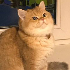 ppykidon