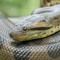 Reptilious