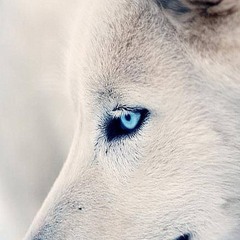 Howlingmoon24