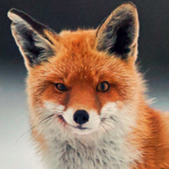 Foxyfox
