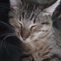 lovrrdx