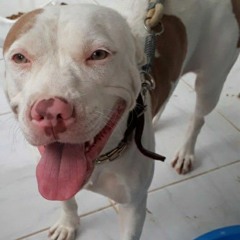 LOBO 🐺🤙