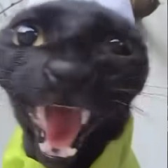 gloriousnug