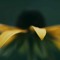 Flore