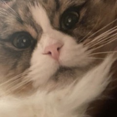 Meowwan