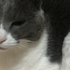はやしさきこ