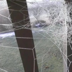 webcry