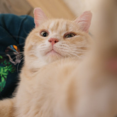 Fuzzy Buddy