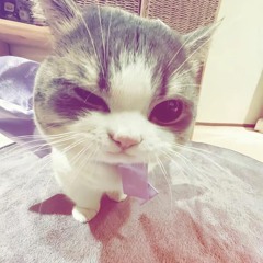 rizzy cat