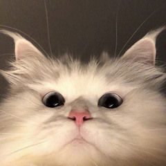 멀보냥