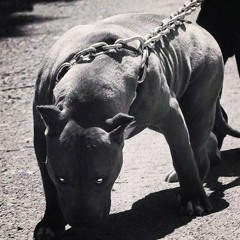 Саша Локшин