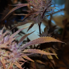 Mxke420