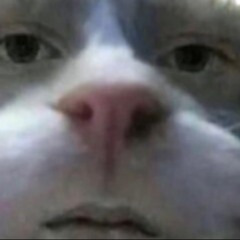 bogboi