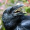 crow_teeth