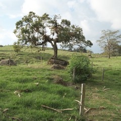 Dave Louis Bove & Bitter Magnolia