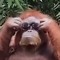 monke