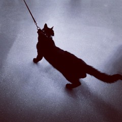 blackcat2001