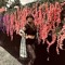 ORCHIID