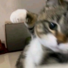 n9mew