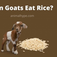 The Rice Account