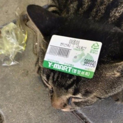 야웅아