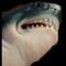 Shark Puppet
