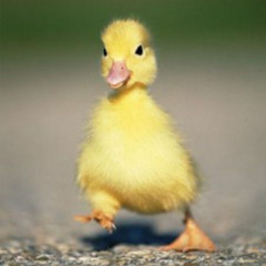 Bugdaquack