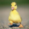 Bugdaquack