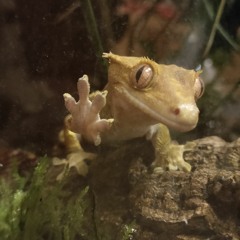 Sheila