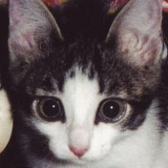 эмо котенок