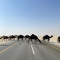 AraR