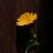 krys_tal_snow